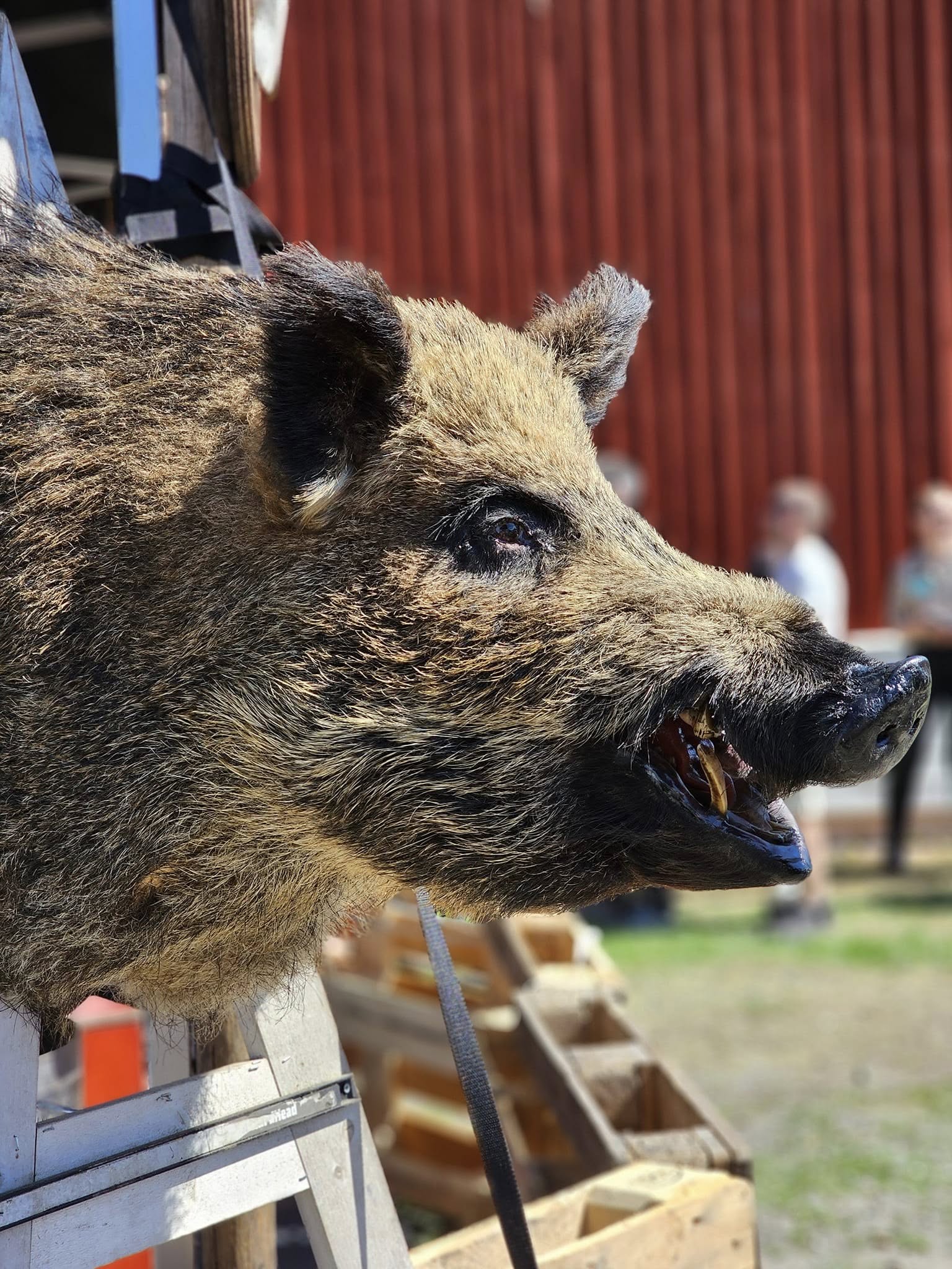 506978468_10233313716299103_5512991789621879568_n